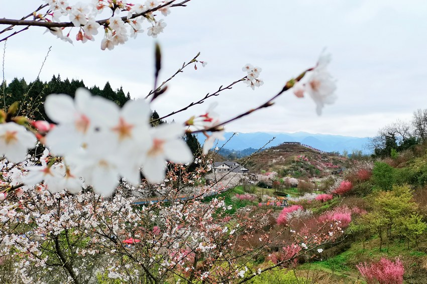 ѻȷAʢ_̎һƬCľz