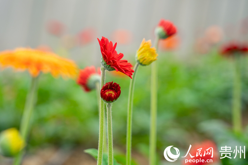 ǭкˮL^ܷNֲ؃ʢ_ľջW Ϳz