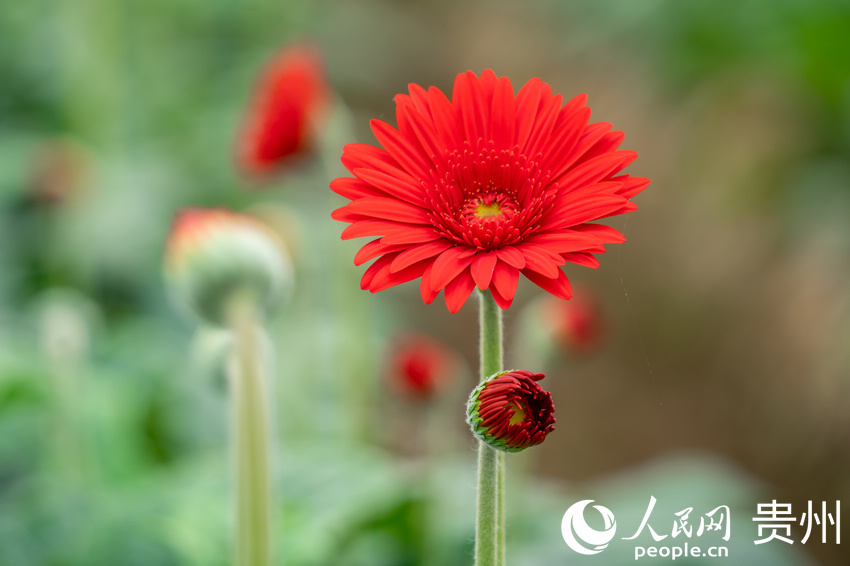 ǭкˮL^ܷNֲ؃ʢ_ľջW Ϳz