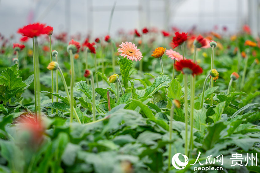 ǭкˮL^ܷNֲ؃ʢ_ľջW Ϳz