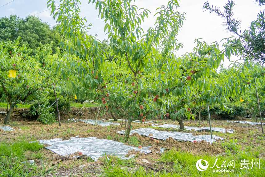 f҈@ȴժGtW Ϳz