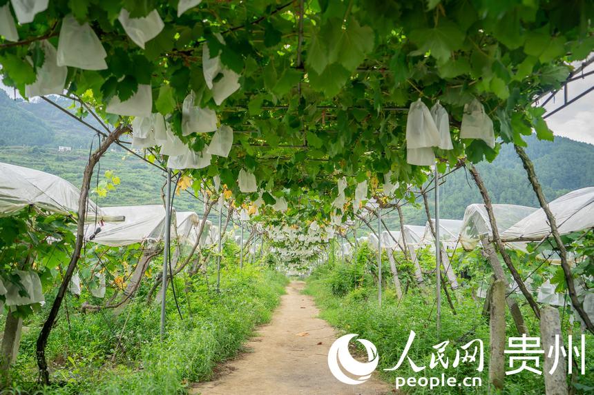 _ꖿhSlRrʳѲժ^@ȼW Ϳz