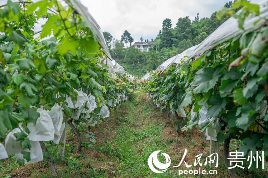 _ꖿhSlRrʳѲժ^@ȼW Ϳz