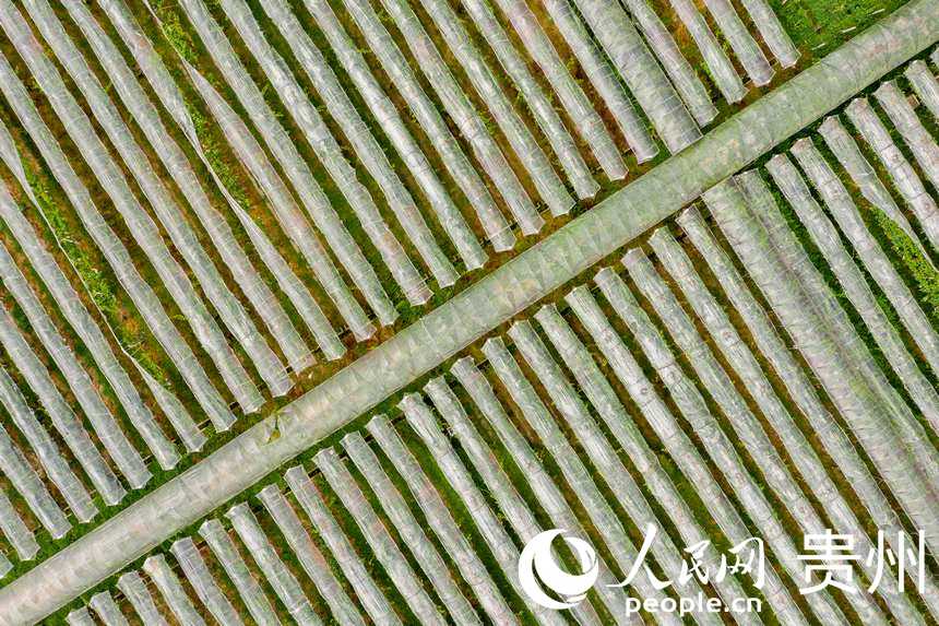 _ꖿhSlRrʳѲժ^@W Ϳz