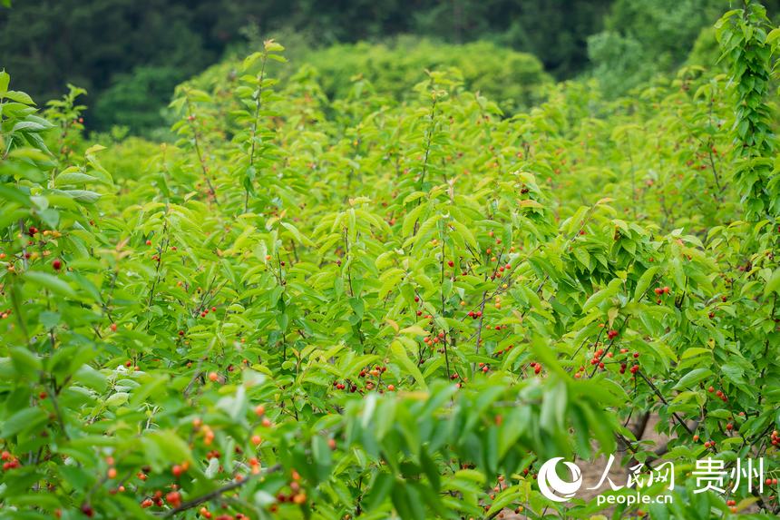 նɴ҈@ęҒM֦^W Ϳz