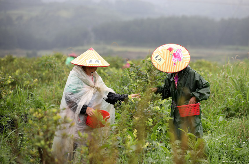 612կhd悟{ݮNֲ@ժ{ݮ