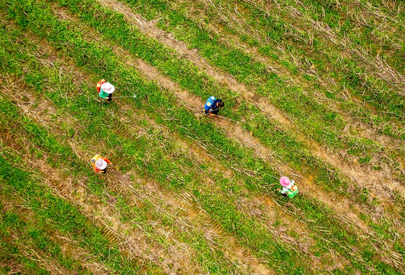 2022年6月21日，村民在貴州省黔西市林泉鎮合心村玉米地里進行病蟲害防治噴藥作業。