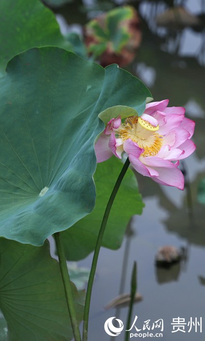 ʮӞ`ŵĺɻW mƔz