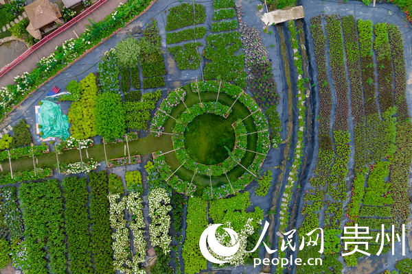 航拍蓬萊村村民自建的花圃。人民網 涂敏攝