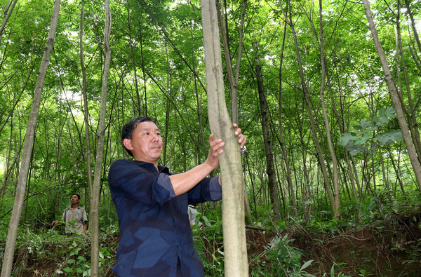 高海在察看黃柏樹長勢。