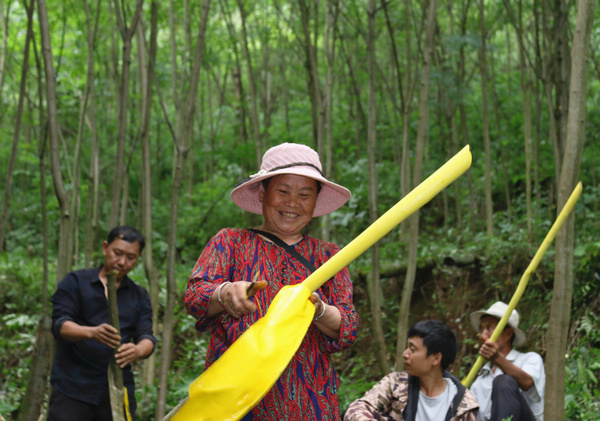 村民在剝黃柏皮。