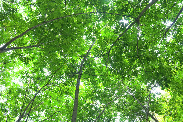 茂盛的黃柏樹。