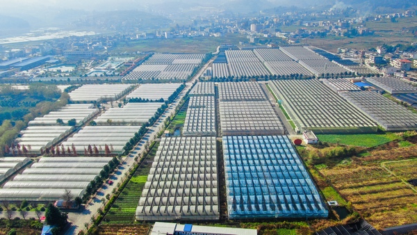 畢節市七星關區 泰豐園區大棚種植基地。林添偉攝.jpg