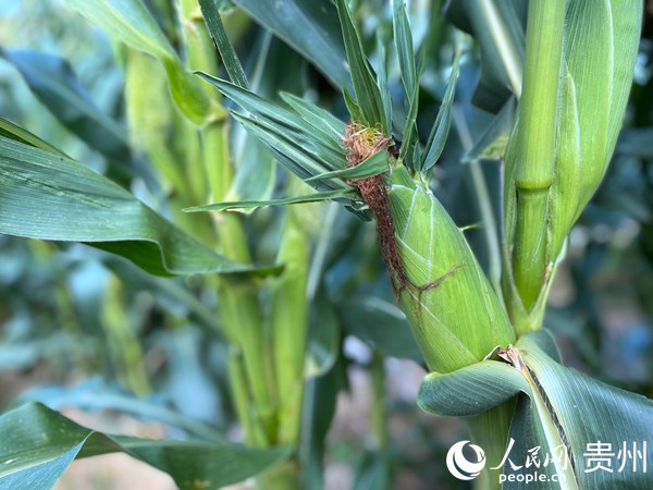 鮮食玉米。人民網 陳潔泉攝