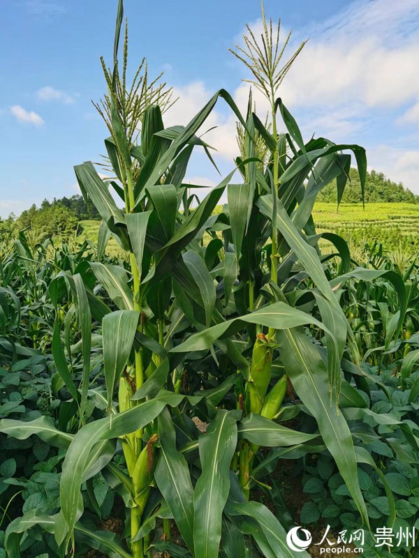 優化種植模式。人民網  陳潔泉攝