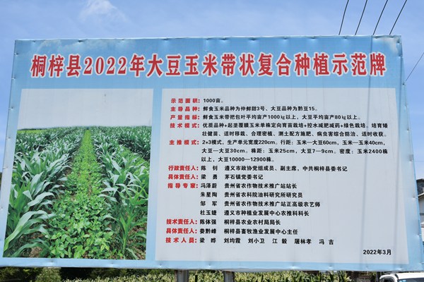 茅石鎮“揭榜掛帥”鮮食玉米凈作小面積超高產示范基地。桐梓縣農業農村局供圖