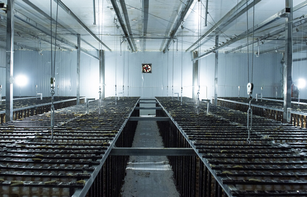 蠶農喂食幼蠶。李學友攝