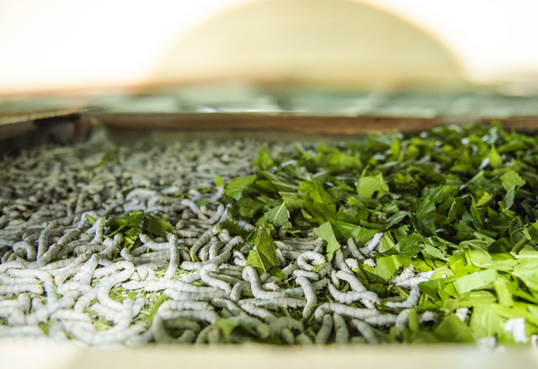 蠶寶寶進食。李學友攝