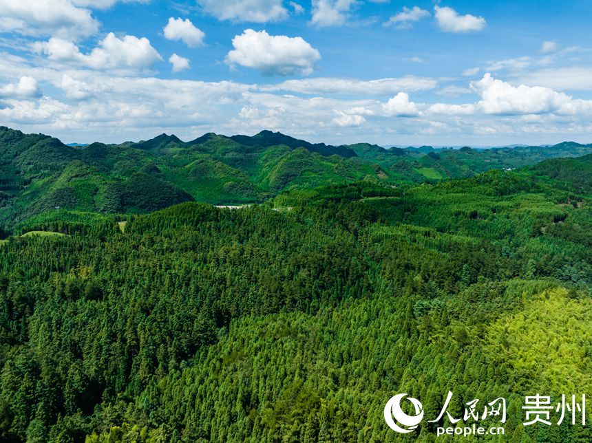 從空中俯瞰林場。人民網 陽茜攝