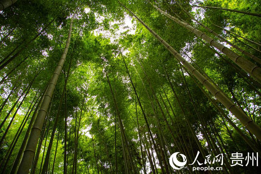 清脆挺拔的竹林為林場添彩。人民網 陽茜攝