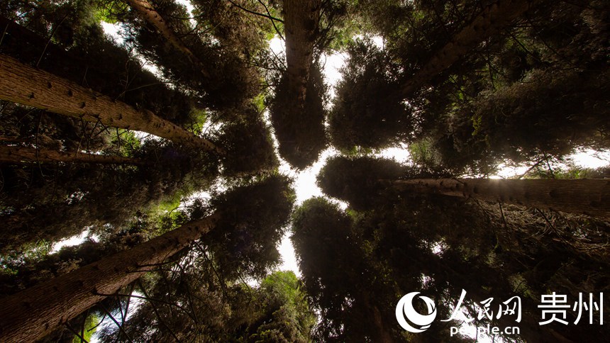 挺拔的松樹聳立于林間。人民網 陽茜攝