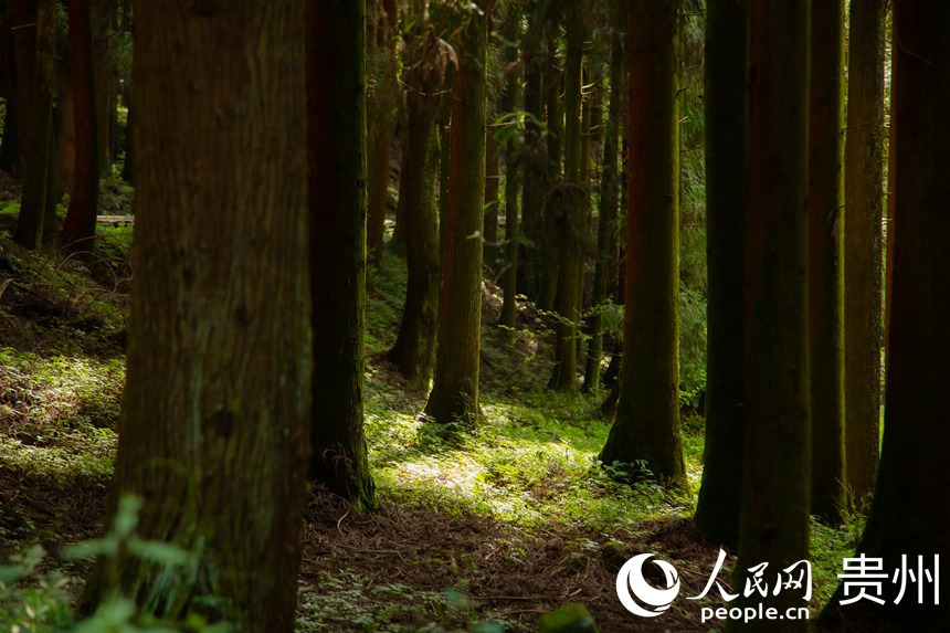 陽光透過樹枝灑在叢林里。人民網 陽茜攝 