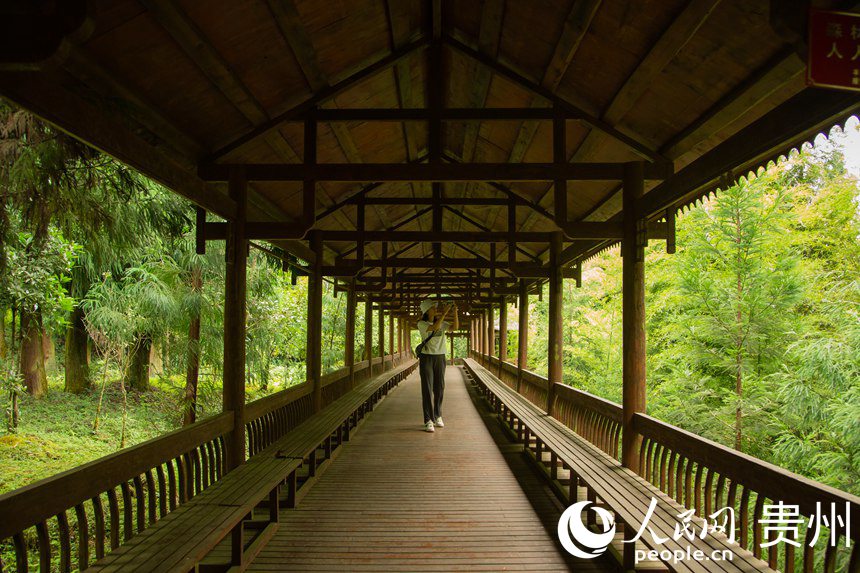 游客穿行在林間步道上留影拍照。人民網 陽茜攝