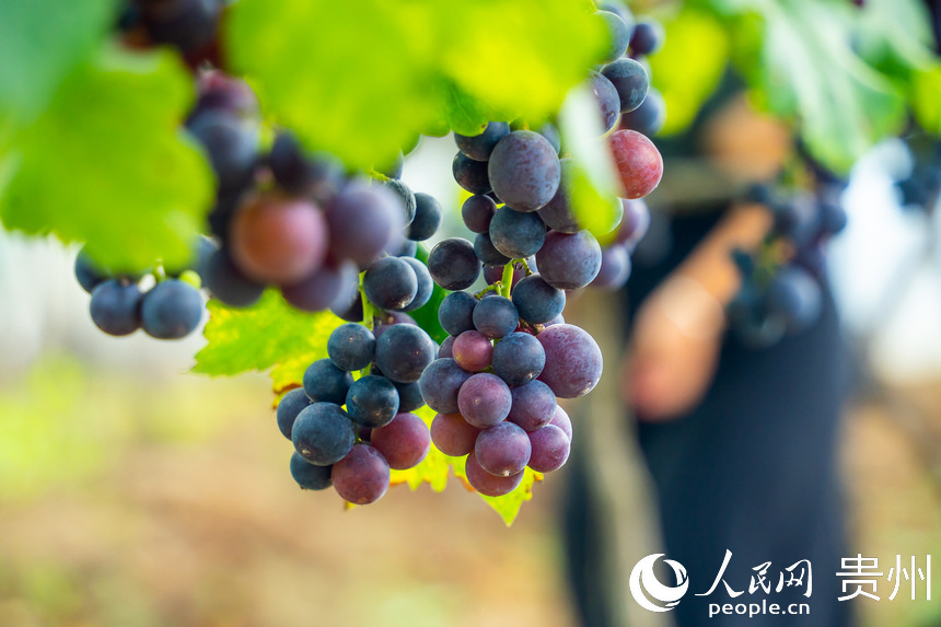 葡萄園內成熟的葡萄。人民網 涂敏攝