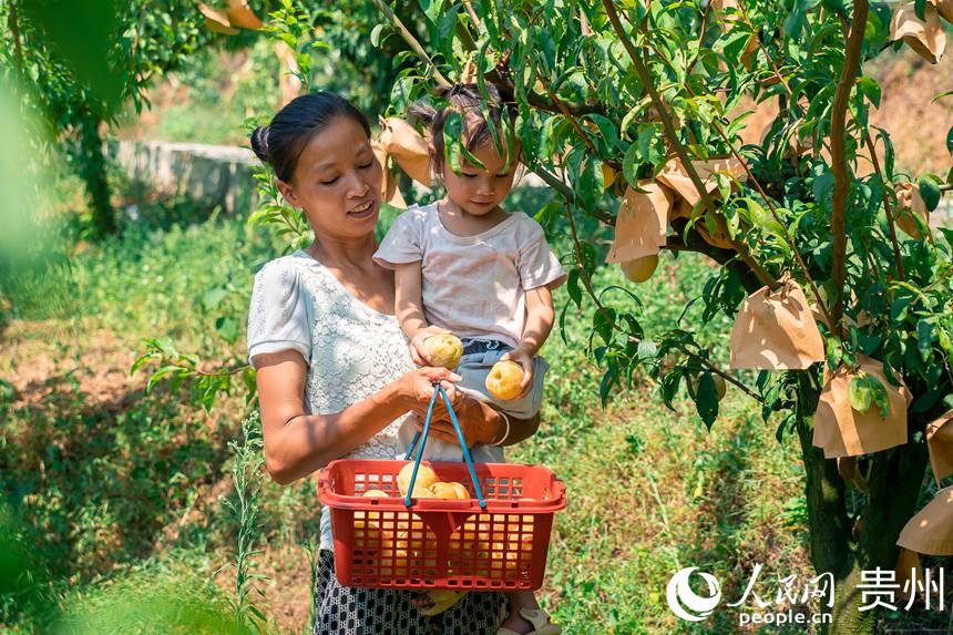 孫源才的妻子抱著小女兒為游客采摘金秋李。人民網 涂敏攝