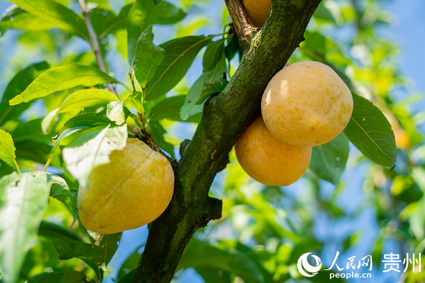 李樹上成熟的金秋李。人民網 涂敏攝