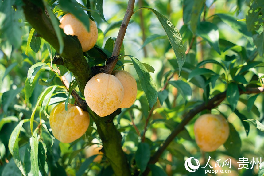 李樹上成熟的金秋李。人民網 涂敏攝