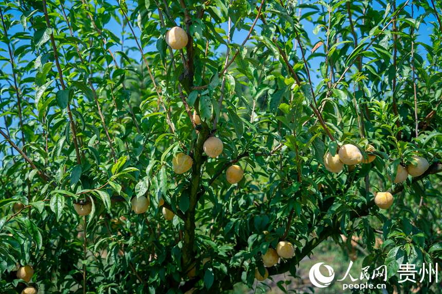 李樹上成熟的金秋李。人民網 涂敏攝