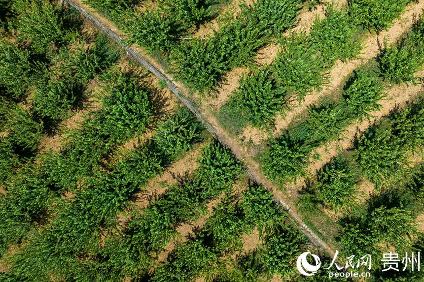 航拍孫源才的金秋李園。人民網 涂敏攝