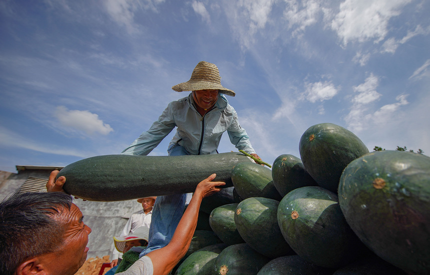 8月23日，村民把采收的冬瓜裝車。