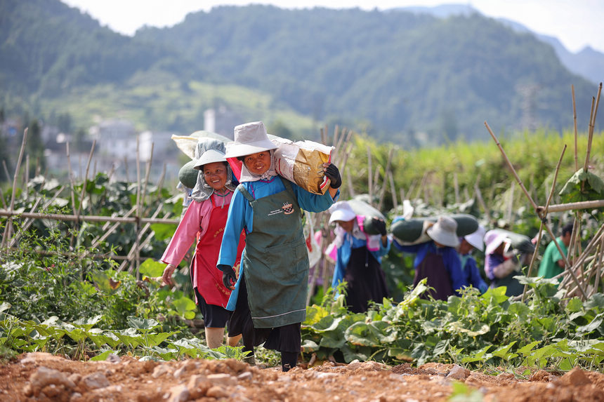 8月23日，村民在搬運采收的冬瓜。