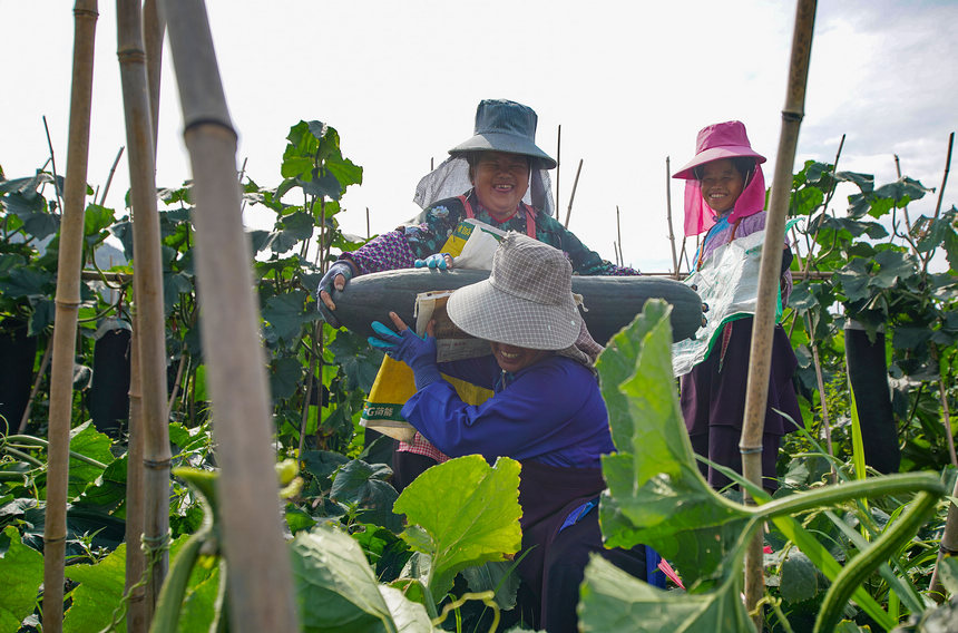 8月23日，村民在采收冬瓜。