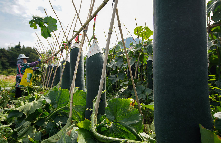 8月23日，村民在采收冬瓜。