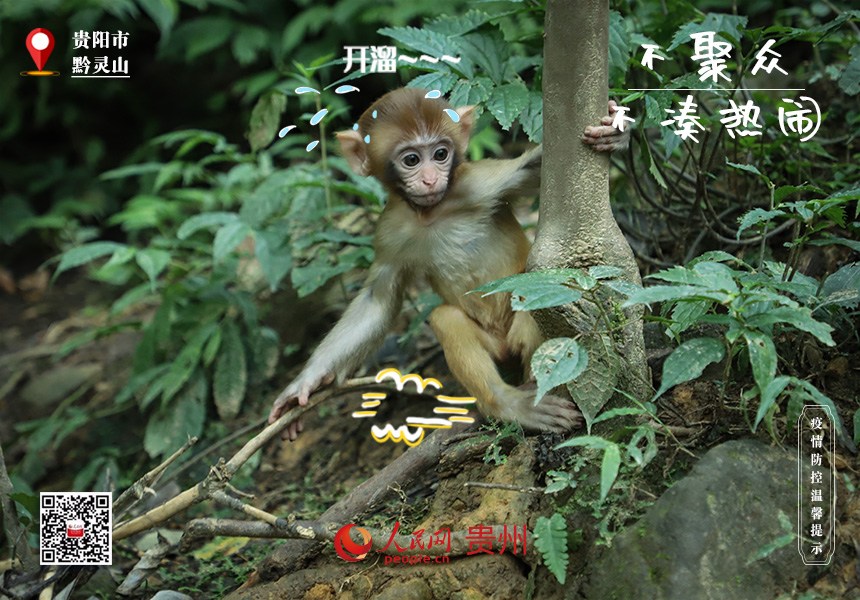 嚇！那邊猴好多，趕緊趕緊溜