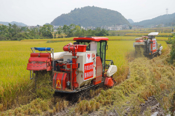 水稻機械搶收中。
