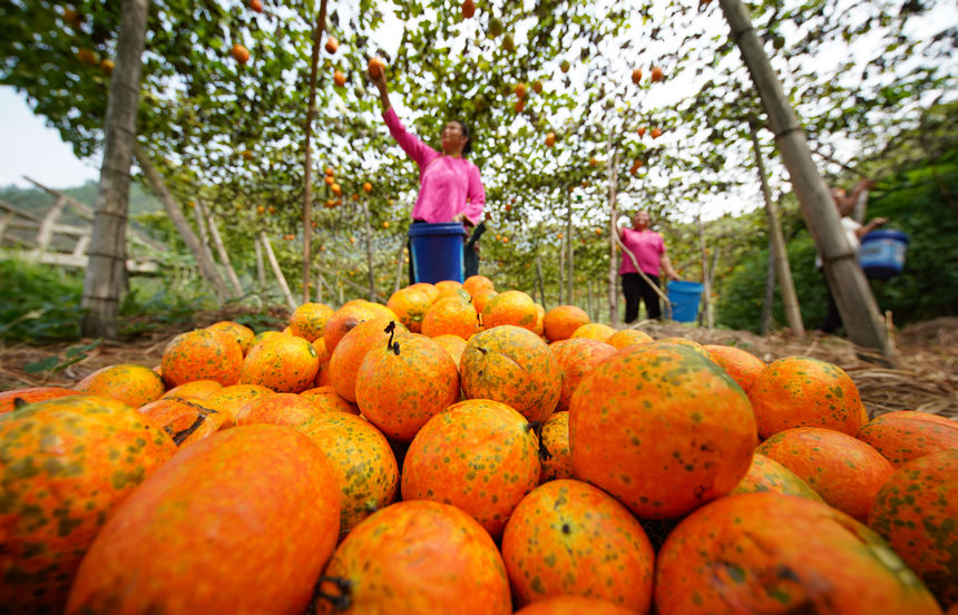 9月20日，村民在采摘吊瓜。   