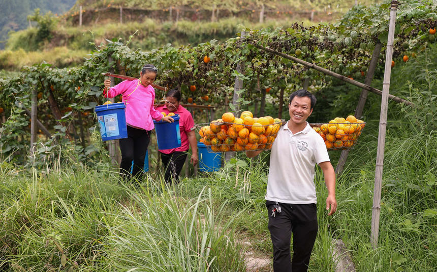 9月20日，村民在挑運吊瓜。   