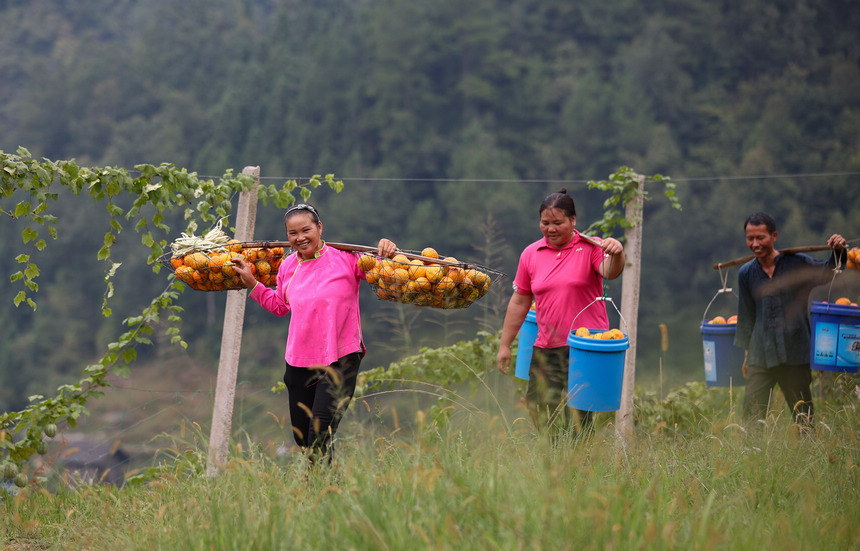 9月20日，村民在挑運吊瓜。  