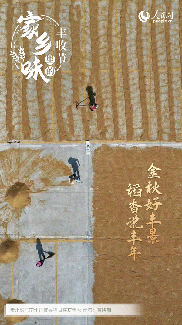 貴州丹寨縣成熟的稻谷。