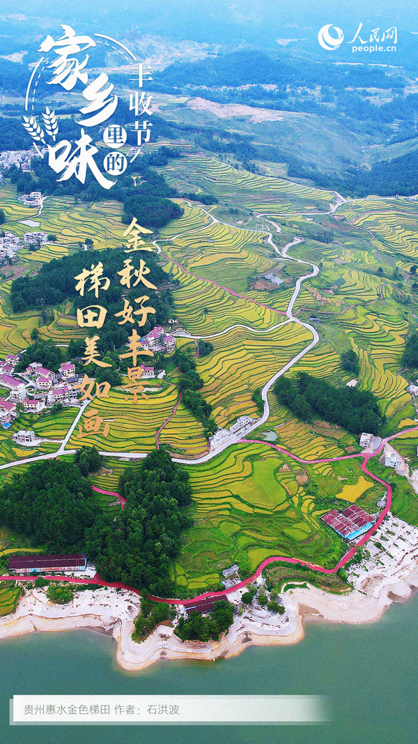 貴州惠水縣的金色梯田。