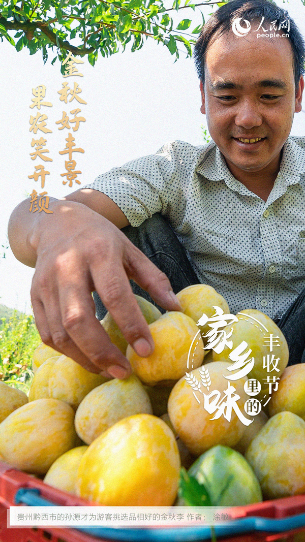 貴州黔西市成熟的金秋李。