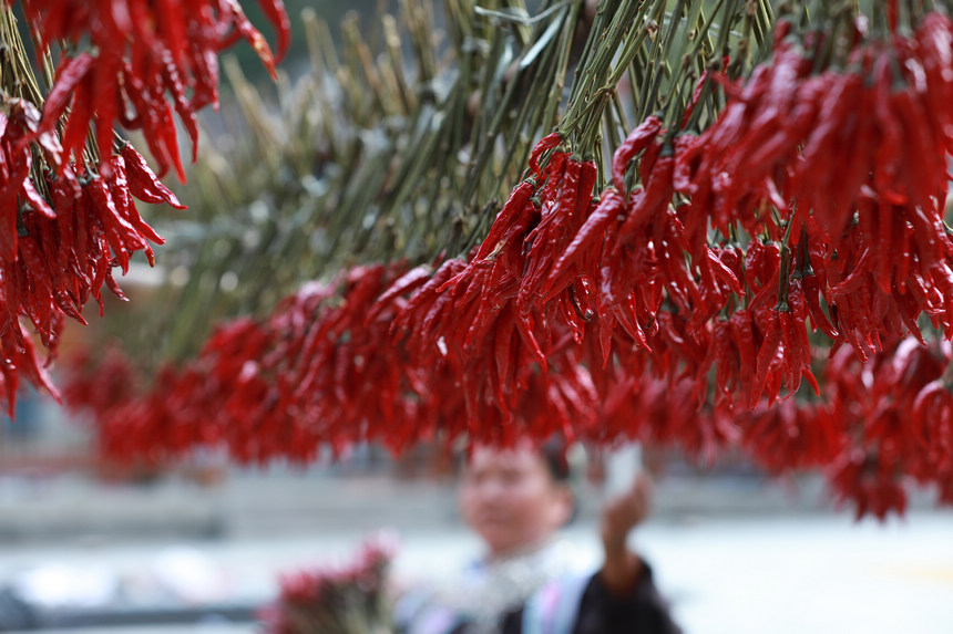 9月21日，村民在晾曬辣椒。
