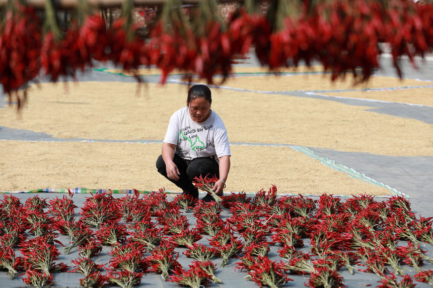 9月21日，村民在晾曬辣椒。