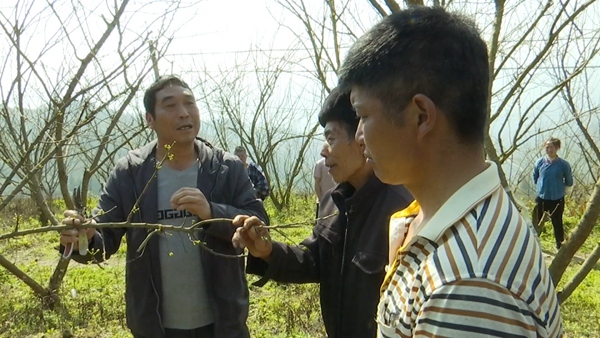 4.望謨縣農技人員現場講解果樹修剪注意事項。望謨縣融媒體中心供圖