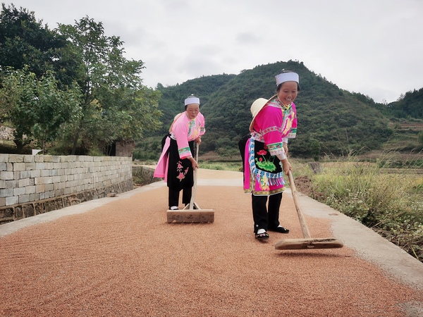 平壩區：高粱熟了紅滿天 農民增收笑開顏。