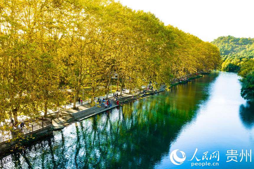 幽靜地湖水倒映出高大的梧桐樹。人民網 陽茜攝